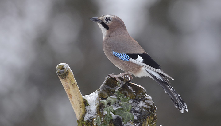 Geai des chênes Fabrice Cahez
