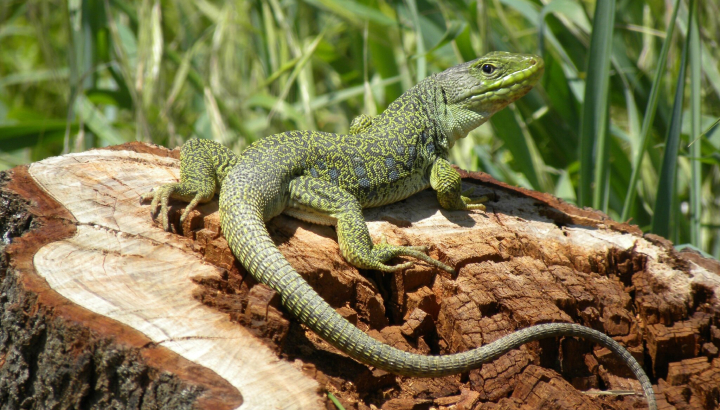 Lézard ocellé