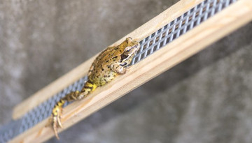 Grenouille sur une rampe anti noyade