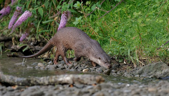 Photo de loutre