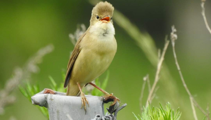 Rousserolle verderolle