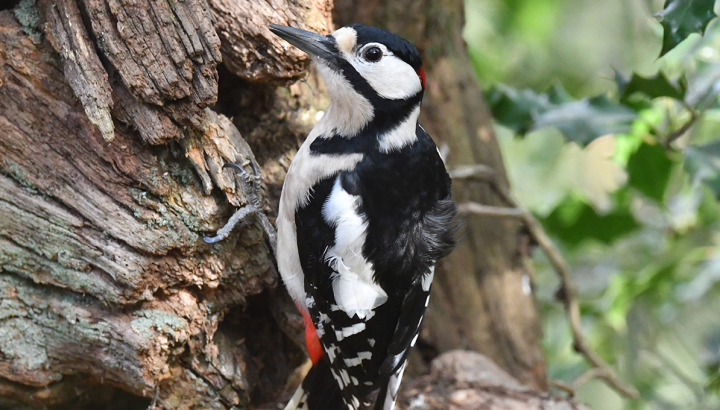 Pic épeiche © Nicolas Auger