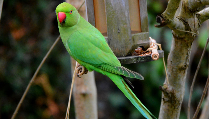 Perruche à collier (Psittacula krameri) © Ludovic Schoch