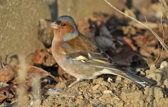 Pinson des arbres (Fringilla coelebs)