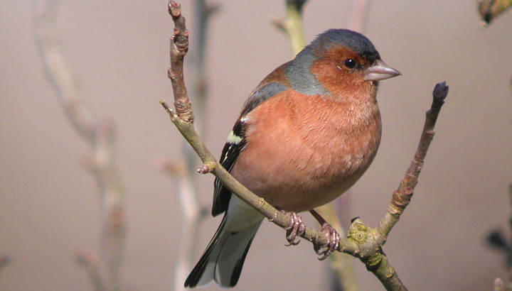 Pinson des arbres (Fringilla coelebs) © Philippe Jourde / LPO