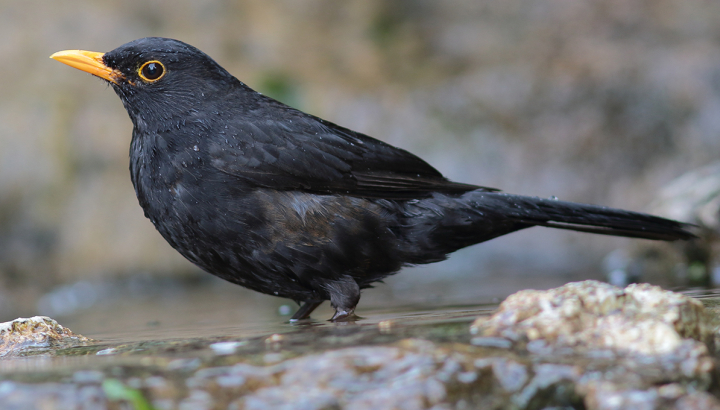 Merle noir © Alain Bloquet