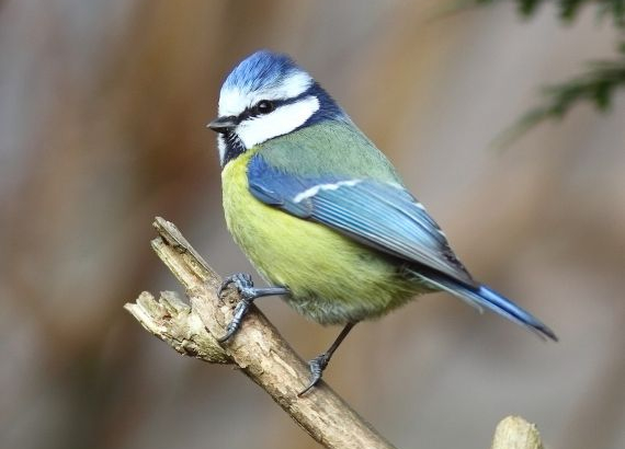 Mésange bleue (Cyanistes caeruleus)