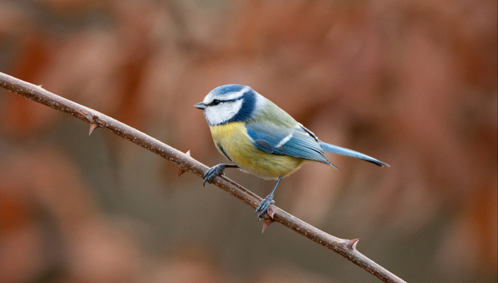 Mésange bleue (Cyanistes caeruleus) © Jean-Paul Leau