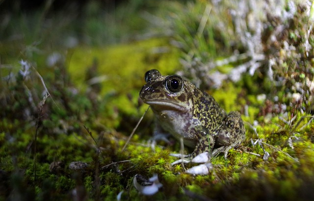 Crapaud à couteaux