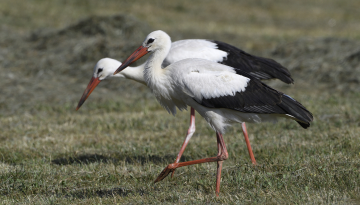 Deux cigognes blanches marchant dans l'herbe