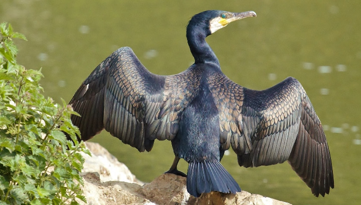 Grand Cormoran, posé, les ailes déployées