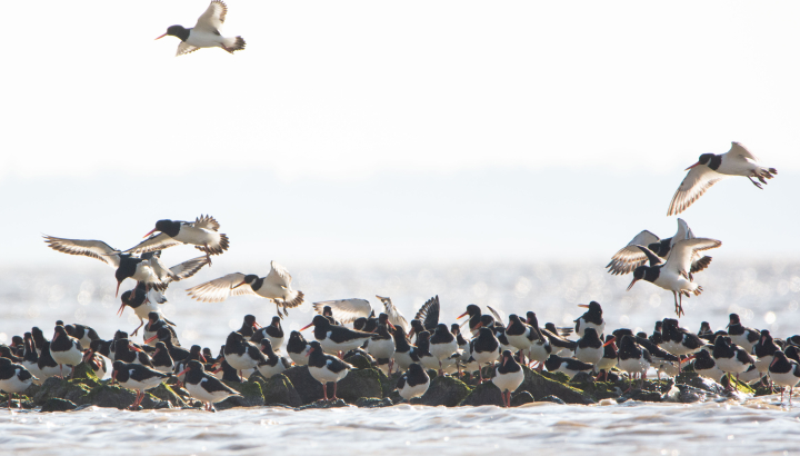 Huitriers Pie © Cassandre Blondel