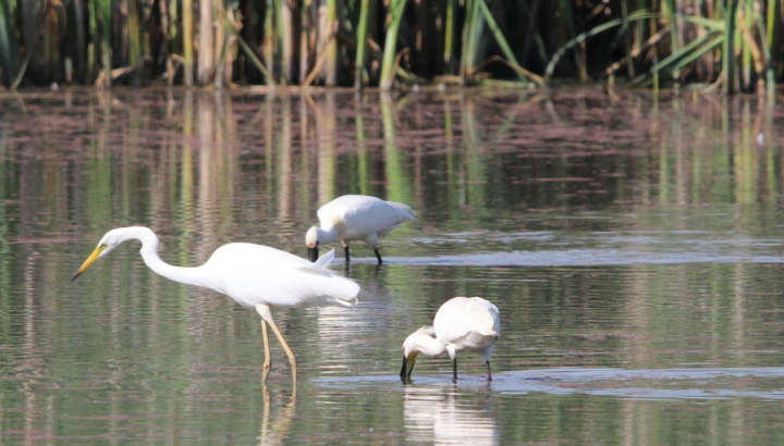 Spatule blanche et Grande Aigrette