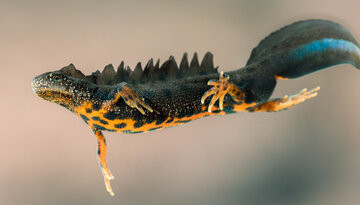 Triton crêté (Triturus cristatus) / Adobe stock