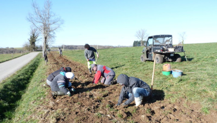 Pendant que certains préparent les trous, d'autres mettent en place les plants