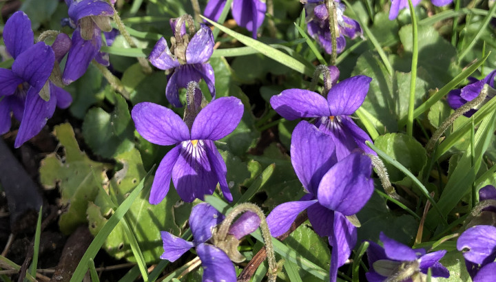 Violette odorante (Viola odorata) © Nicolas Macaire / LPO
