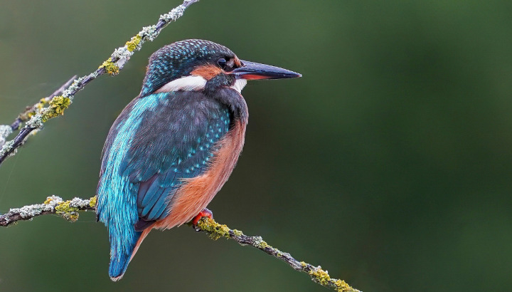 Martin-pêcheur d'Europe (Alcedo atthis) femelle / Pixabay