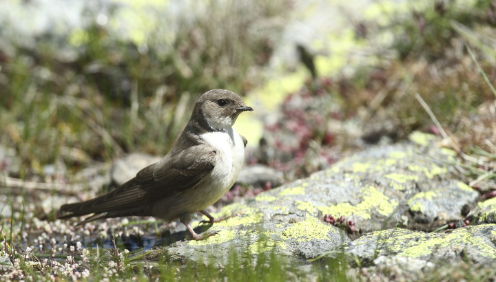 Hirondelle de rochers posée au sol