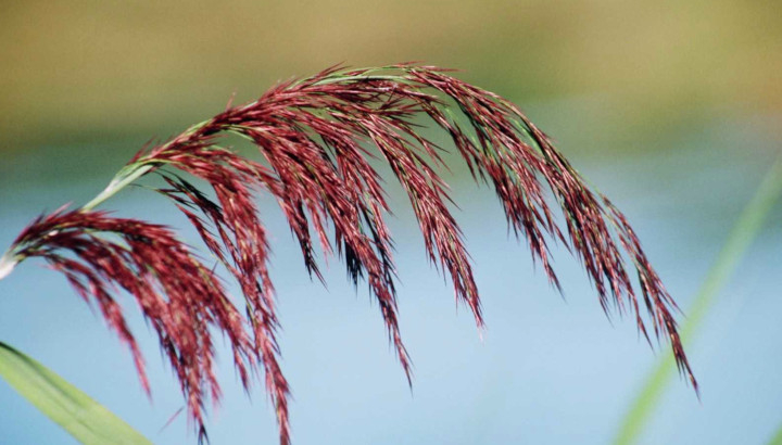 Roseau commun (Phragmites australis) © Nicolas Macaire / LPO