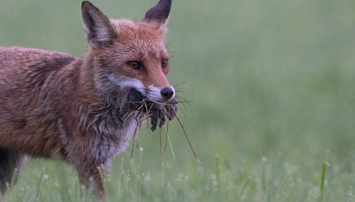 Renard roux qui revient de la chasse avec plein de rongeurs dans la gueule