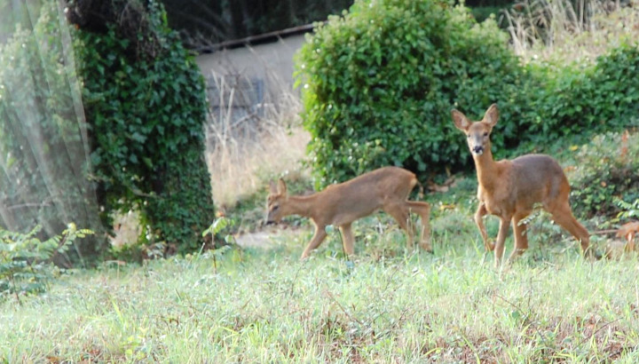 Chevreuils (Capreolus capreolus) © Robert Tessonnier