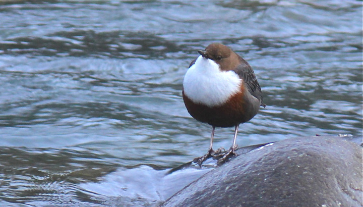 Cincle plongeur (Cinclus cinclus) © LPO PACA