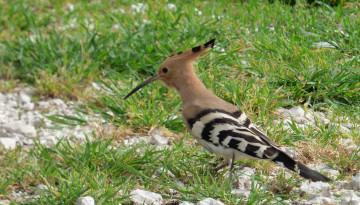 Rougequeue noir (Phoenicurus ochruros) © Christophe Guay