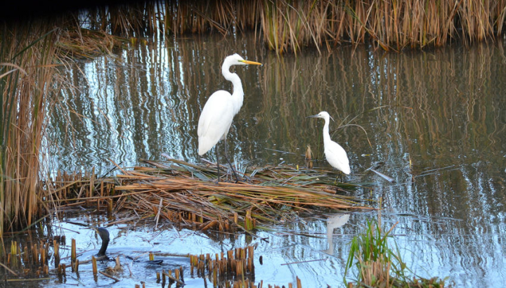 Grande Aigrette & Aigrette Garzette