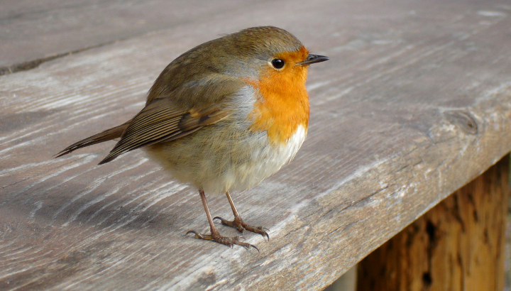Rougegorge le plumage gonflé pour se protéger du froid, de profil sur le rebord d'une table d'extérieur en bois