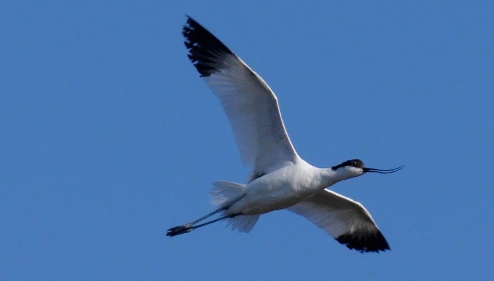 Avocette élégante  à la réserve naturelle de Moëze-Oléron