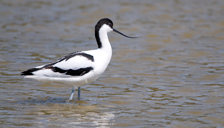 Avocette élégante (Recurvirostra avosetta) © Jean-Jacques Carlier
