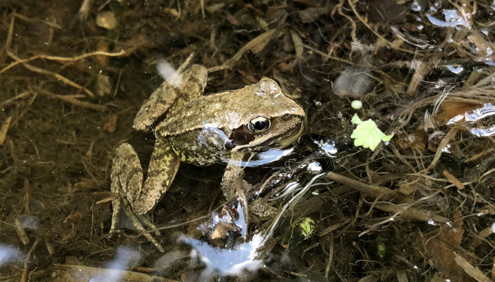Grenouille agile (Rana dalmatina) © Nicolas Macaire / LPO