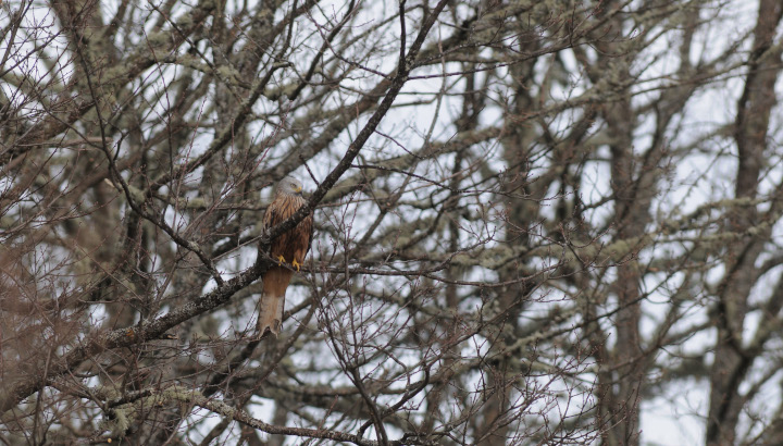 Milan royal perché dans un arbre