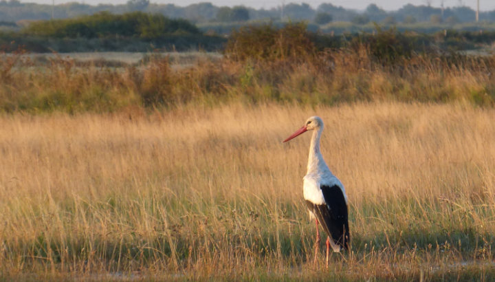 Cigogne blanche et autres échassiers, symboles du marais©RNNMO-LPO