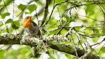 Rougegorge familier