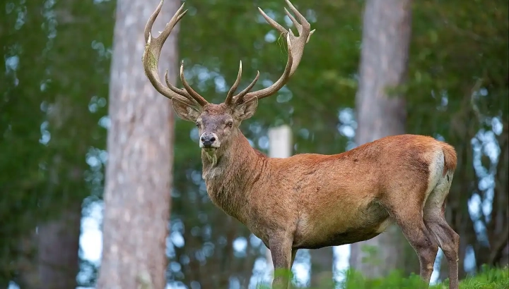 Cerf élaphe