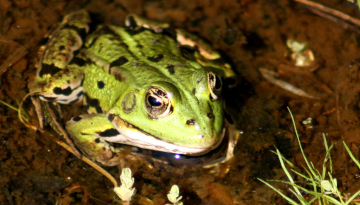 Grenouille verte