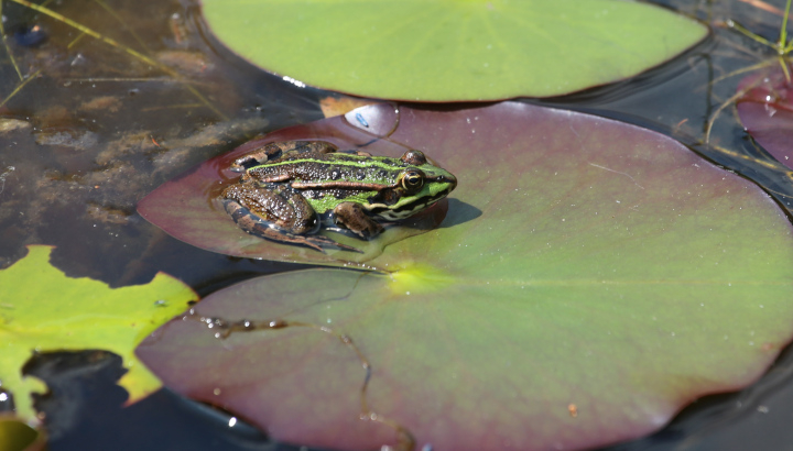 Grenouille verte (Pelophylax kl. esculentus) © Nicolas Macaire / LPO