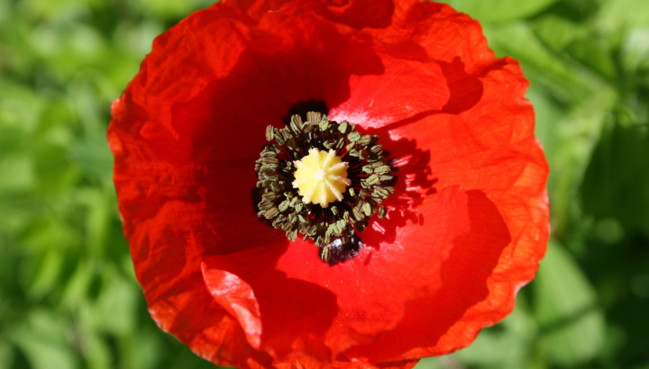 Coquelicot © Nicolas Macaire LPO