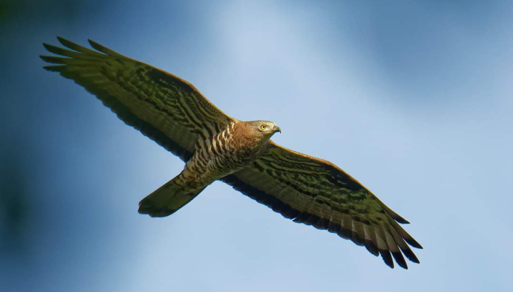 Bondrée apivore @JB