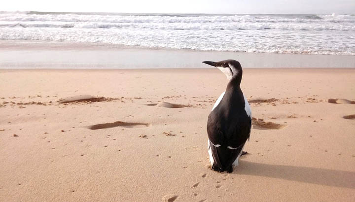 Guillemot de Troïl