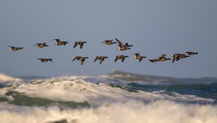 Vol de Bernaches cravants au dessus de la mer