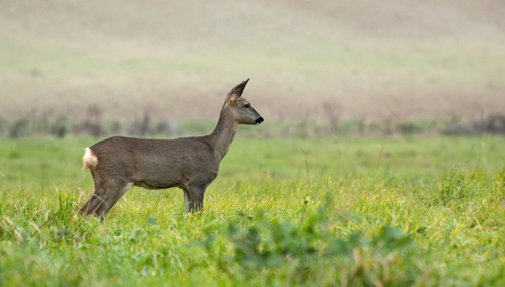 Chevreuil (Capreolus capreolus) © J.-J. Carlier