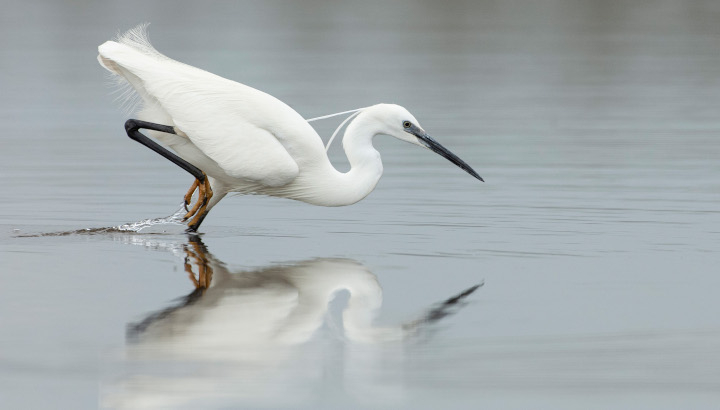 Aigrette garzette les pattes dans l'eau en train de pêcher