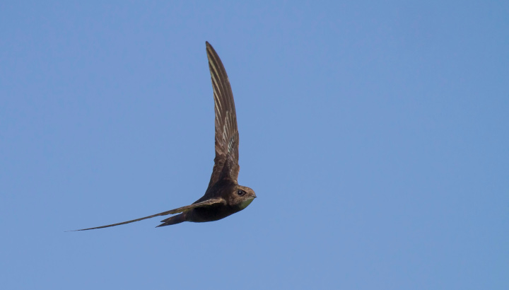 Martinet noir (Apus apus) © Fabrice Cahez