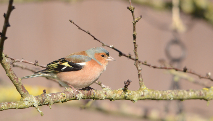 Pinson des arbres © Didier Barraud