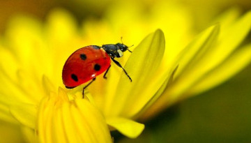 Coccinelle à sept points