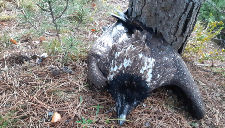 Cadavre du Gypaète barbu Dolomie, retrouvé le 11 octobre