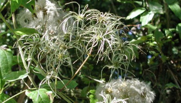 Clématite des haies (Clematis vitalba)