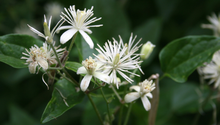 Clématite des haies (Clematis vitalba) © Nicolas Macaire / LPO
